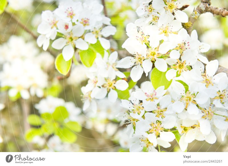 Blütenbirnenbaum in weißen Blüten schön Garten Umwelt Natur Frühling Baum Blume Blatt hell natürlich neu weich blau gelb grün Farbe Birnbaum Hintergrund