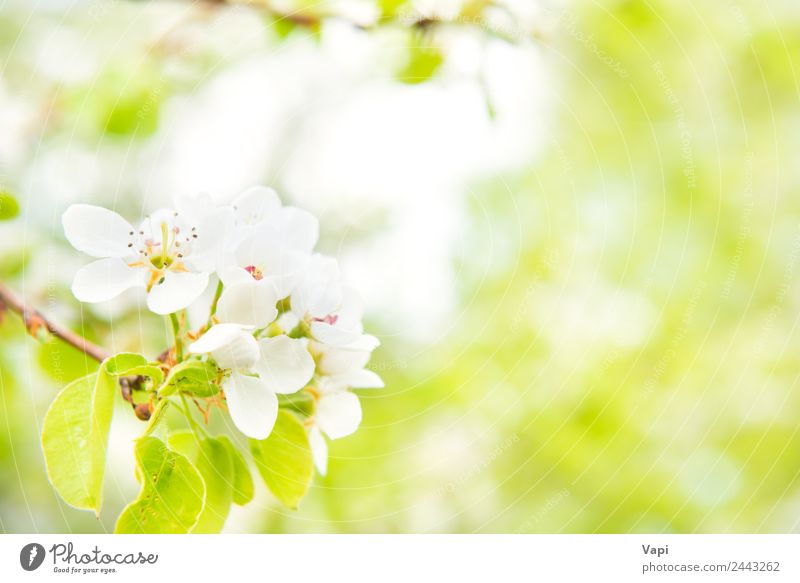 Blütenbirnenbaum in weißen Blüten schön Sommer Garten Umwelt Natur Frühling Baum Blume Blatt hell natürlich neu weich blau gelb grün Farbe Birnbaum Hintergrund