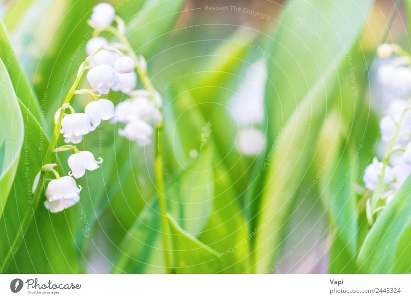 Wildweiße Blumenlilie des Tales schön Duft Garten Umwelt Natur Pflanze Sonnenlicht Frühling Sommer Blatt Blüte Wildpflanze Wiese Feld Wald Blumenstrauß hell