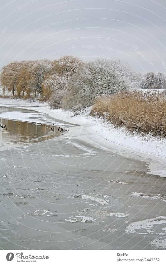 ruhige winterliche Landschaft Teichufer Schneelandschaft Eisfläche ruhige Landschaft Frost Kälte winterliche Kälte winterliche Ruhe Januar frostig grauer Tag