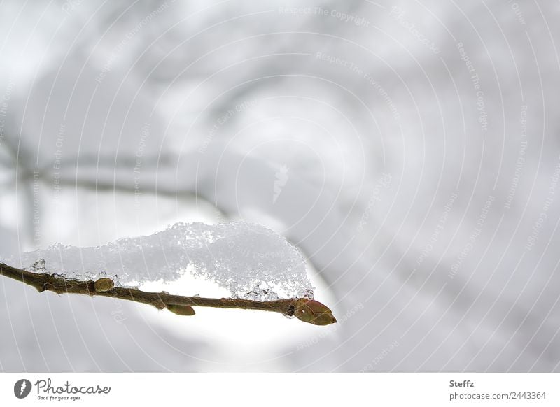 Schneehäubchen Zweig Schneedecke Kälte Eis Frost fein grau grauweiß ruhig winterlich kalt frieren Winterkälte Winterstille frostig nordisch heimisch Wintertag