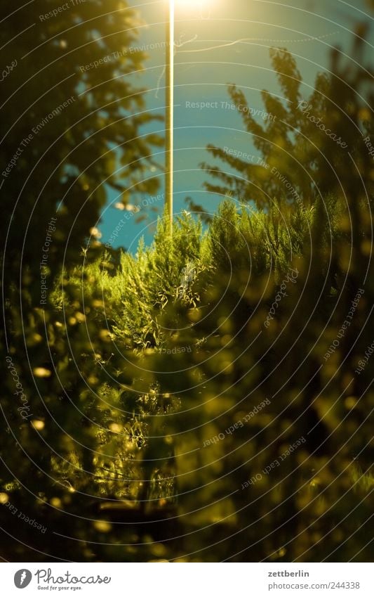 Nachtschicht Freizeit & Hobby Ausflug Ferne Sommer Garten Umwelt Natur Landschaft Pflanze Klima Klimawandel Wetter Baum Blume Gras Sträucher Farn Sehnsucht