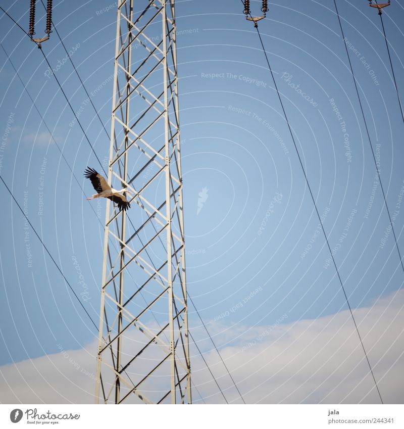 überflieger Natur Himmel Wolken Strommast Tier Wildtier Vogel Storch 1 fliegen Farbfoto Außenaufnahme Menschenleer Hintergrund neutral Tag