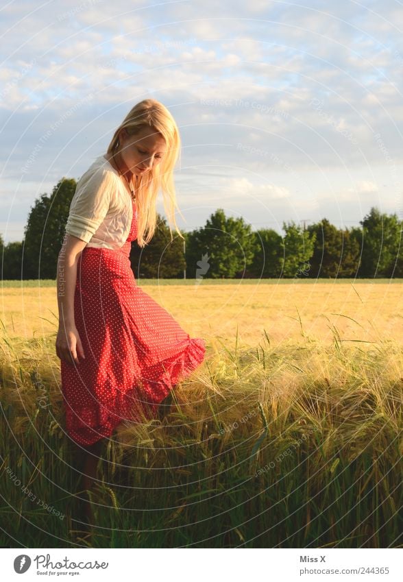 im Korn Mensch feminin Junge Frau Jugendliche 1 18-30 Jahre Erwachsene Sonnenaufgang Sonnenuntergang Sommer Gras Feld schön Stimmung Warmherzigkeit Verliebtheit