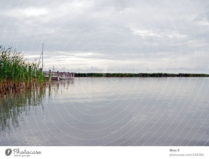 nix los am See Umwelt Natur Landschaft Wasser Wolken schlechtes Wetter Gras Küste Seeufer Schifffahrt kalt trist grau Bundesland Burgenland Schilfrohr Steg