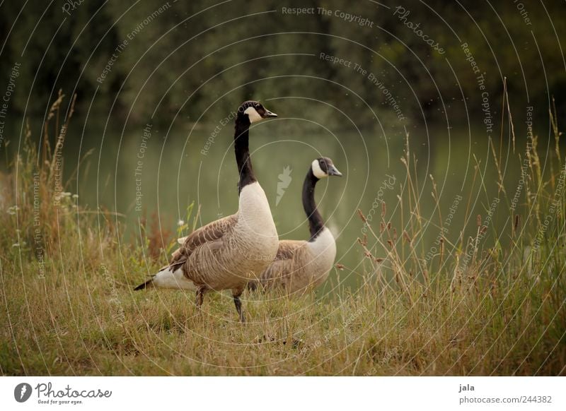 wildgänse Umwelt Natur Landschaft Pflanze Tier Baum Gras Sträucher Grünpflanze Wildpflanze Fluss Wildtier Vogel Gans Wildgans Kanadagans 2 natürlich Farbfoto