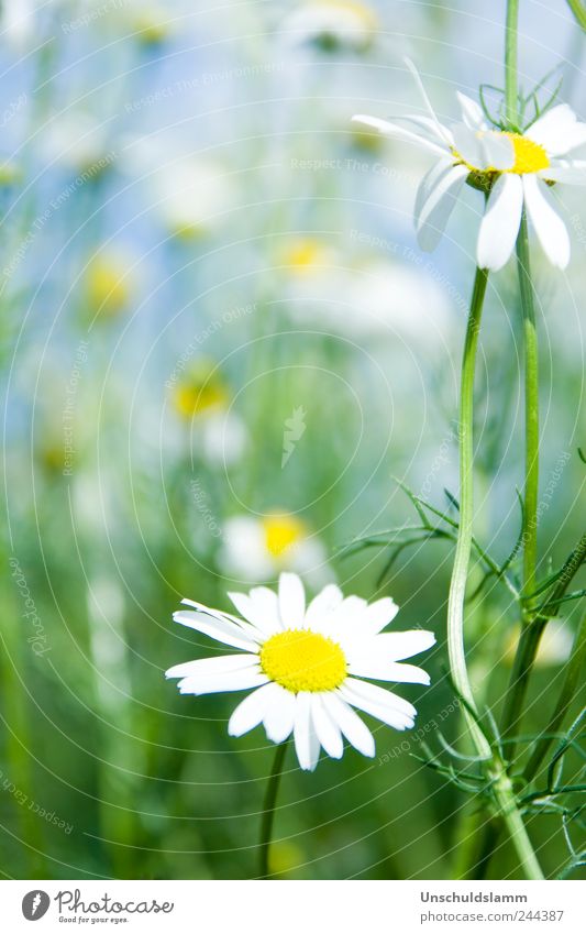 Please pick me please Umwelt Natur Pflanze Frühling Sommer Schönes Wetter Blume Blüte Nutzpflanze Kamille Kamillenblüten Garten Wiese Blühend Fröhlichkeit