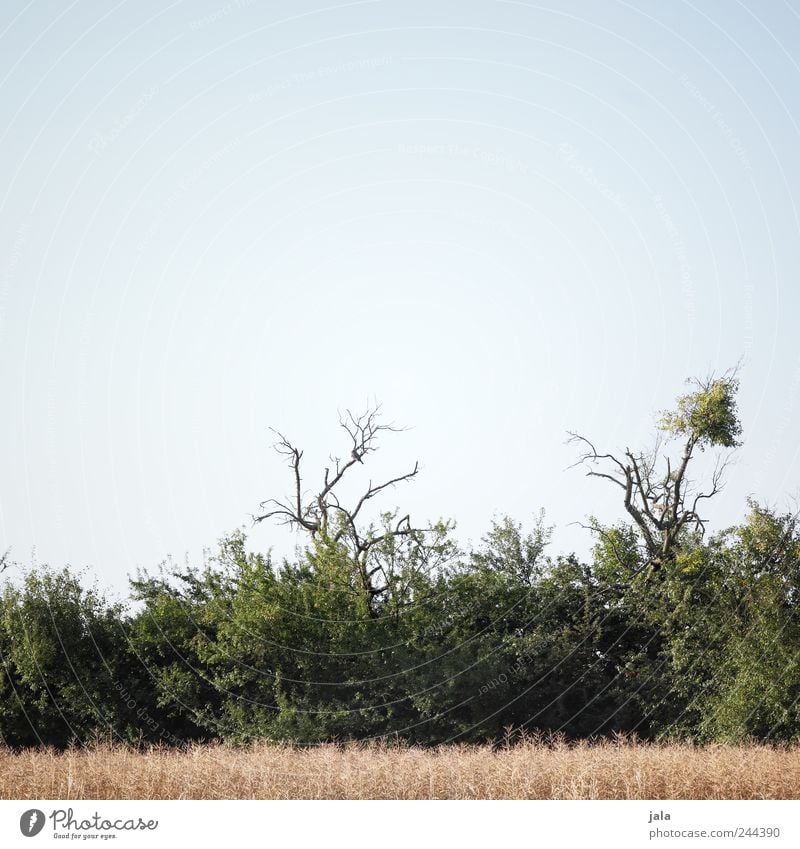 feldrand Umwelt Natur Landschaft Pflanze Himmel Gras Sträucher Grünpflanze Feld natürlich blau grau beige Farbfoto Außenaufnahme Menschenleer Textfreiraum oben