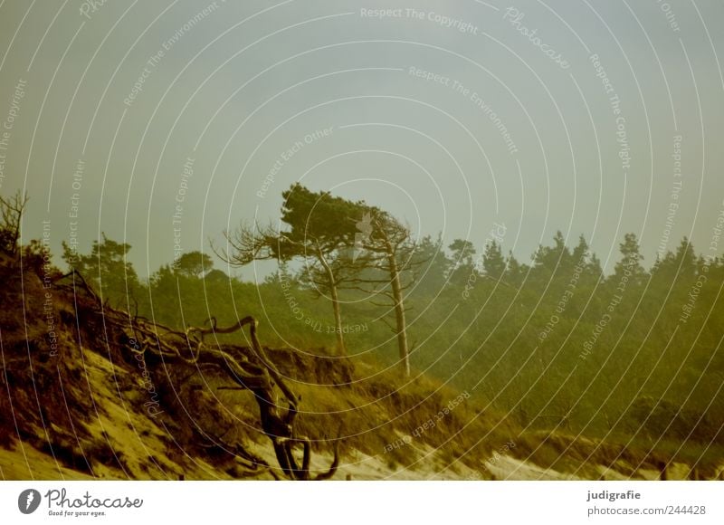 Weststrand Umwelt Natur Landschaft Pflanze Klima Baum Küste Strand Ostsee Meer Stranddüne natürlich wild Stimmung Windflüchter Darß Farbfoto Gedeckte Farben