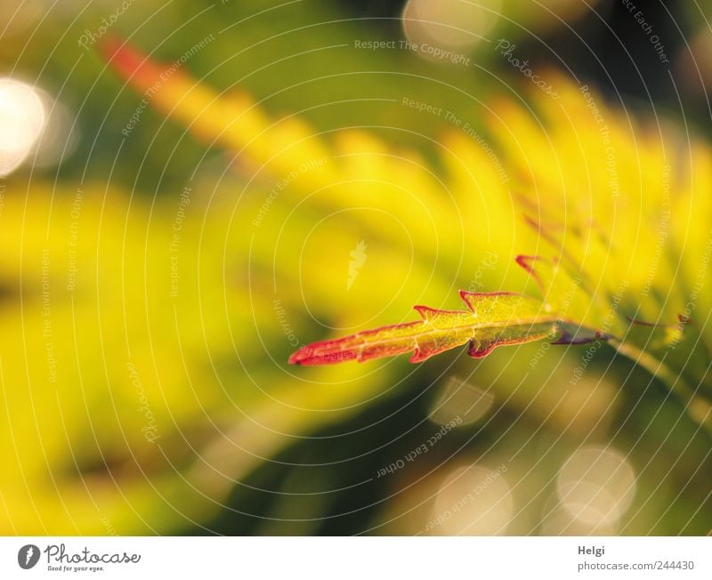 im Sonnenlicht... Umwelt Natur Pflanze Sommer Schönes Wetter Sträucher Blatt Ahorn Ahornblatt Garten glänzend leuchten Wachstum ästhetisch außergewöhnlich