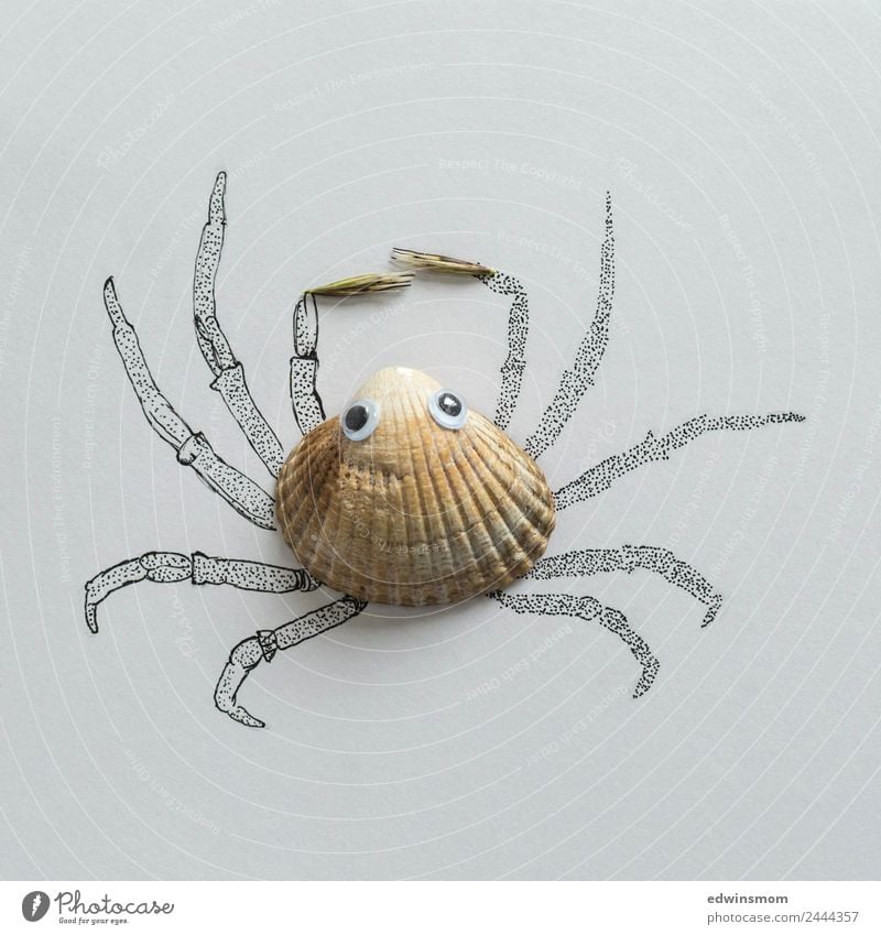 Small crab Freizeit & Hobby Basteln zeichnen Strand Natur Sommer Meer Tier Wildtier Muschel Krebstier 1 Blick warten fest klein nah natürlich niedlich grau Idee