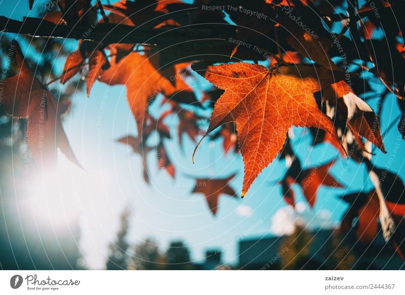 Rote Ahornblätter im Herbst schön Sonne Winter Berge u. Gebirge Garten Umwelt Natur Pflanze Himmel Baum Blatt Grünpflanze Nutzpflanze Wildpflanze Park Wiese