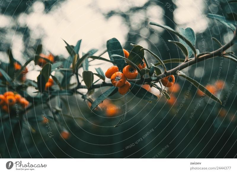 Pyracantha coccinea Frucht schön Sommer Garten Umwelt Natur Pflanze Blume Blatt Blüte Grünpflanze Nutzpflanze Wildpflanze Park Wiese Feld Wald dunkel klein