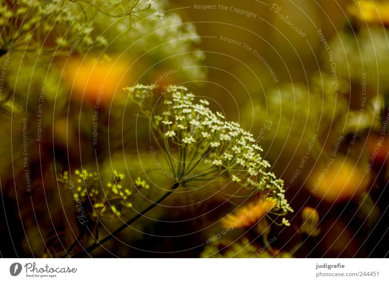 Wiese Umwelt Natur Pflanze Blüte Wildpflanze Garten Wachstum natürlich wild Stimmung Sommer Farbfoto Außenaufnahme Nahaufnahme Menschenleer Tag Unschärfe