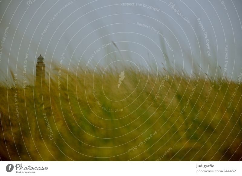 Leuchtturm Umwelt Natur Landschaft Pflanze Himmel Gras Küste Ostsee Darß Darßer Ort natürlich wild weich Stimmung Idylle Ferien & Urlaub & Reisen Farbfoto