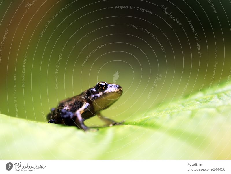 Küss mich! Ich bin ein verzauberter Prinz! Umwelt Natur Pflanze Tier Sommer Blatt Garten Wildtier Frosch Tiergesicht 1 hell nah nass natürlich braun grün