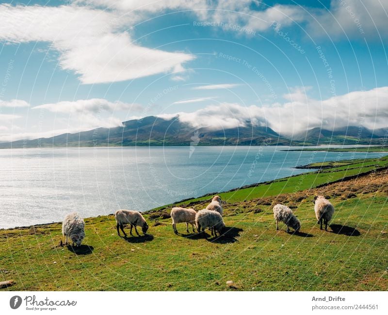 Irland - Brandon Point Ferien & Urlaub & Reisen Ausflug Abenteuer Ferne Sommer Sommerurlaub Berge u. Gebirge Natur Landschaft Pflanze Tier Himmel Wolken