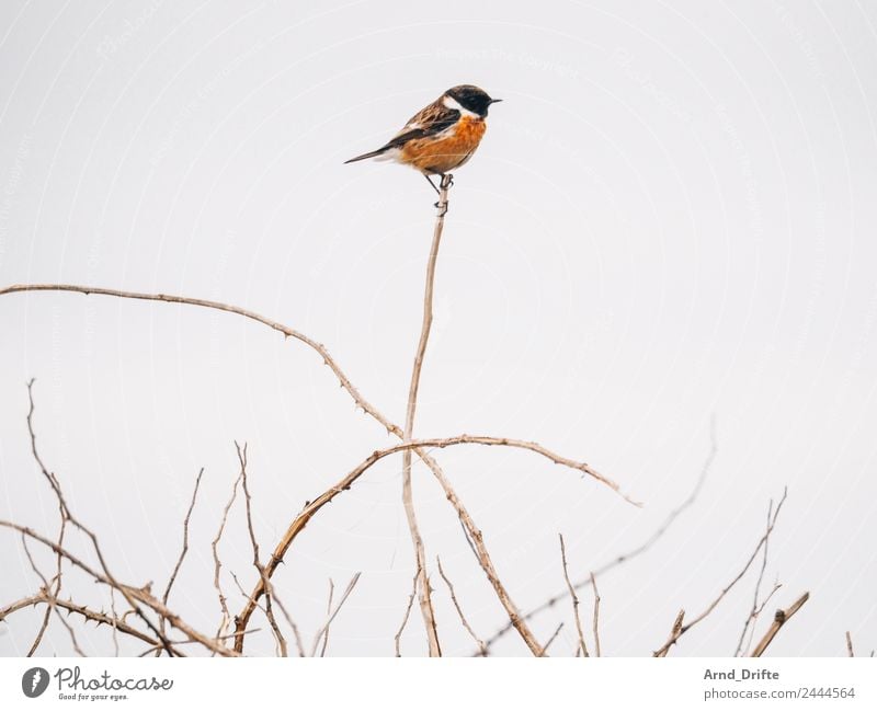 Piepmatz Natur Pflanze Tier Frühling Sommer Sträucher Wildtier Vogel Schwarzkehlchen 1 sitzen ruhig Farbfoto Gedeckte Farben Außenaufnahme Textfreiraum links