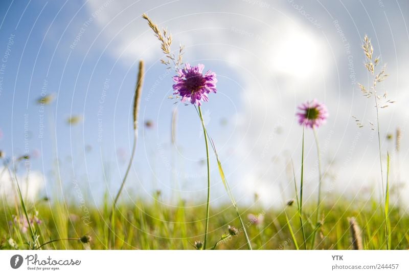 You'll find beauty in every place Umwelt Natur Landschaft Pflanze Erde Himmel Wolken Sommer Klima Schönes Wetter Blume Gras Blatt Blüte Grünpflanze Wildpflanze