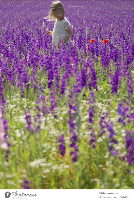 Komplementärschönheiten Ferien & Urlaub & Reisen Ausflug Sommer Garten Mädchen Kindheit 1 Mensch Natur Pflanze Blume Wiese Feld Blühend Erholung genießen laufen