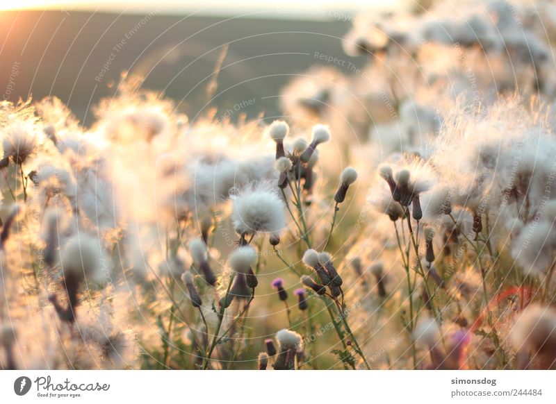 flauschig Pflanze Gras Sträucher Blüte Wildpflanze Bewegung Blühend Duft genießen leuchten verblüht dehydrieren Geborgenheit Warmherzigkeit Erholung Idylle