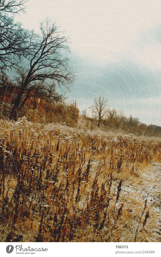 202723 Natur Landschaft Eis Frost Feld Gefühle ruhig malerisch Baum Himmel Ferne Einsamkeit unberührt Menschenleer gefroren Tod Winterschlaf laublos kalt