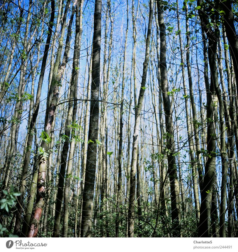 Wart mal grade, Wald. Erholung ruhig Meditation Umwelt Natur Landschaft Pflanze Sommer Baum Gras Holz beobachten grün Freundschaft Hoffnung Zufriedenheit gleich