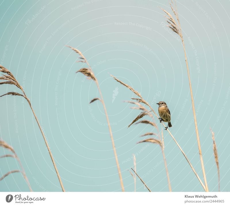 Kein Rohrspatz Umwelt Natur Tier Frühling Sommer Schilfrohr Wiese Feld Vogel Schwarzkehlchen 1 beobachten sitzen Neugier blau braun grau Naturschutz Farbfoto