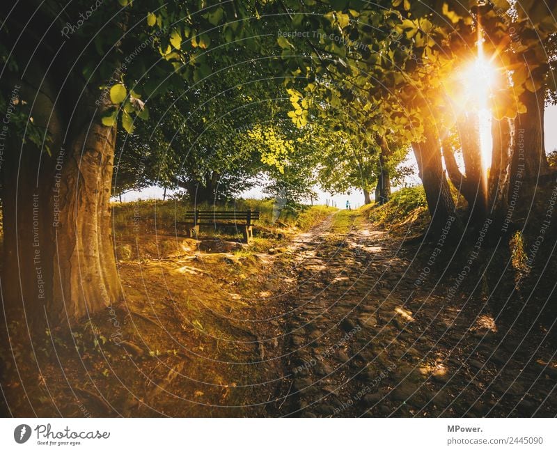 alte wege Umwelt Schönes Wetter Wald Wege & Pfade Bank Baumstamm Pflastersteine Fußweg Romantik ruhig Farbfoto Außenaufnahme Tag Licht Kontrast Silhouette