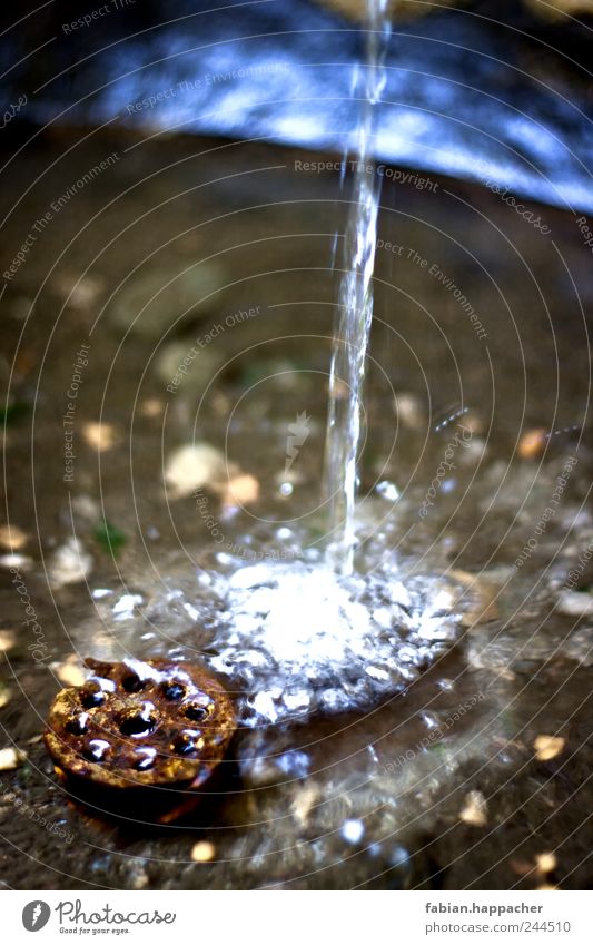 Wasserbrunnen Trinkwasser harmonisch Erholung Park Garten Flüssigkeit frisch Leben Durst Bewegung Innsbruck Brunnen sprudelnd Farbfoto Außenaufnahme Nahaufnahme