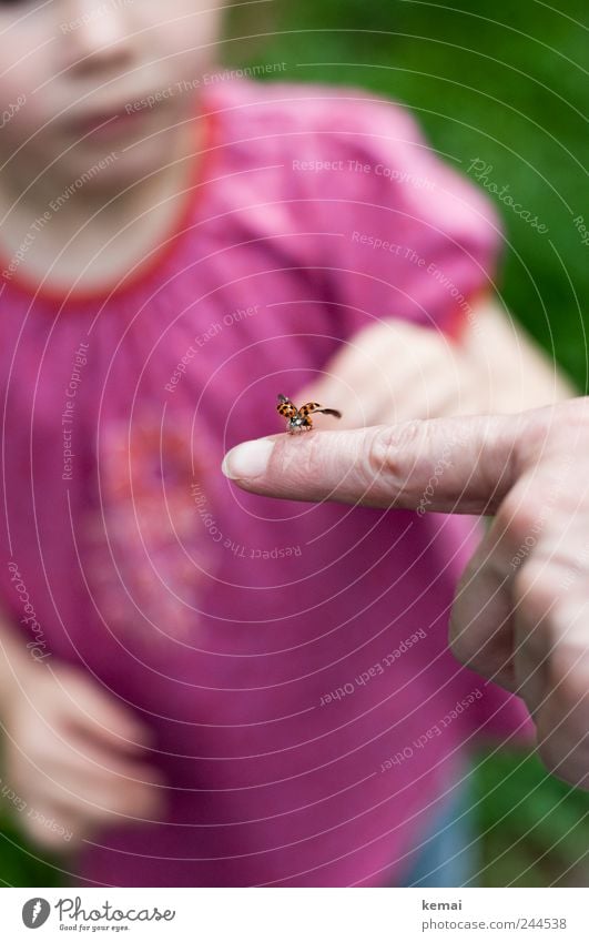 Fauna live und in Farbe Mensch Kind Finger Zeigefinger Fingernagel Tier Wildtier Flügel Marienkäfer Insekt 1 fliegen sitzen rosa abfliegen starten zeigen