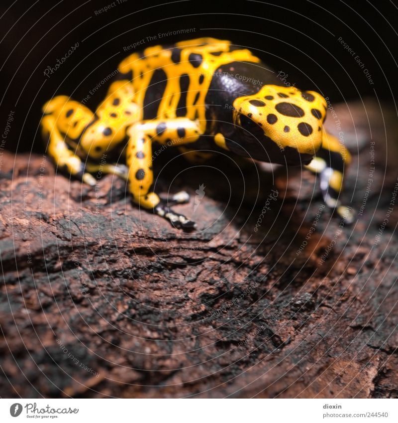 Dendrobates leucomelas Baum Baumrinde Urwald Tier Frosch Pfeilgiftfrosch 1 sitzen gelb schwarz Natur signalgelb Warnfarbe Gift Lebensgefahr Farbfoto Nahaufnahme