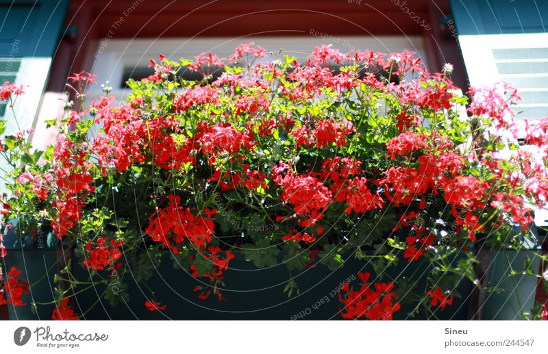 Fenster mit Blumen Sonnenlicht Sommer Schönes Wetter Balkonpflanze Pelargonie Haus Blühend Duft verblüht frisch heiß rot Ordnung Häusliches Leben Farbfoto