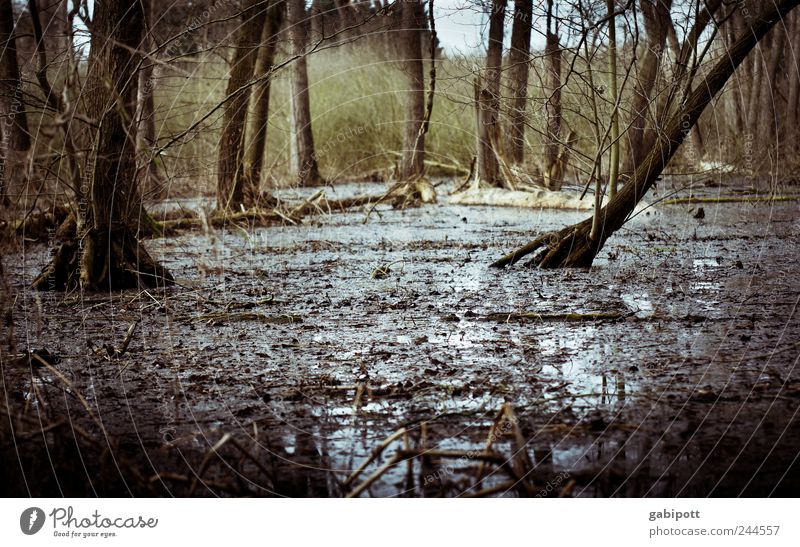 Dauerregen Umwelt Natur Landschaft Tier Urelemente Erde Klima Wetter Regen Pflanze Baum Sträucher Wald Urwald Moor Sumpf Auwald Hochwasser Polder nass natürlich