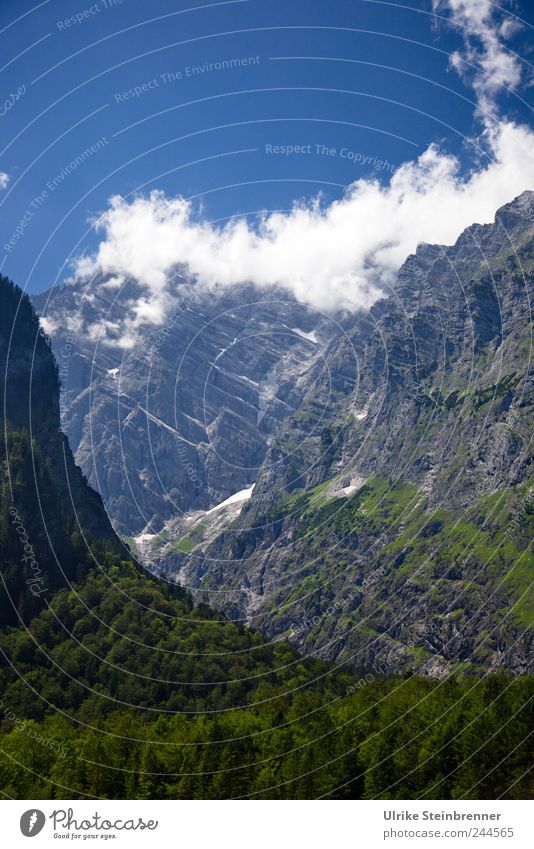 Watzmann Ostwand Umwelt Natur Landschaft Himmel Wolken Sommer Schönes Wetter Baum Sträucher Felsen Alpen Berge u. Gebirge Berchtesgaden Bayern Nationalpark