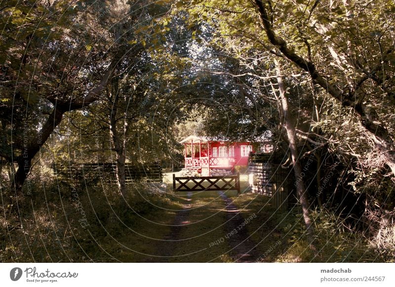 Der Weg ins Licht Lifestyle Wohlgefühl Zufriedenheit Erholung ruhig Ferien & Urlaub & Reisen Tourismus Natur Landschaft Sommer Garten Wald Dorf Haus Traumhaus