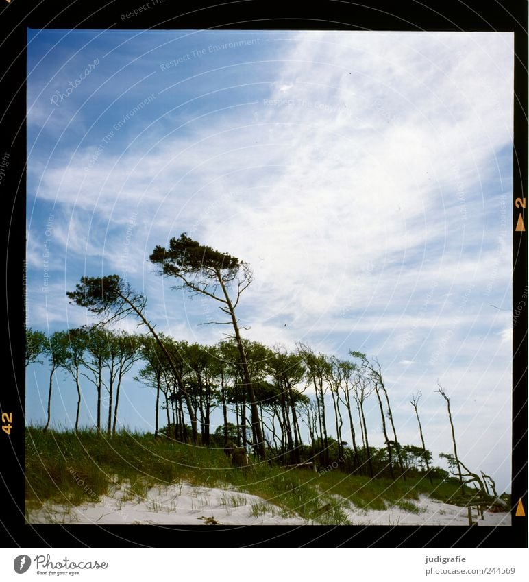 Weststrand Umwelt Natur Landschaft Pflanze Himmel Wolken Klima Wind Baum Wald Küste Ostsee Darß kalt natürlich wild blau Windflüchter Farbfoto Menschenleer