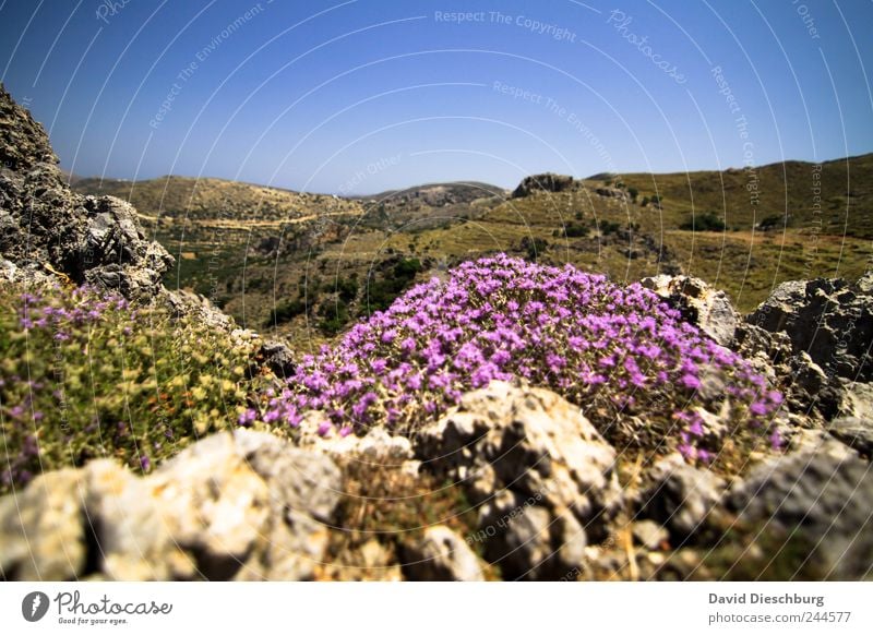 Auf 1103m über N/N Ferien & Urlaub & Reisen Ausflug Ferne Freiheit Sommerurlaub Natur Landschaft Pflanze Wolkenloser Himmel Schönes Wetter Blume Sträucher Blüte