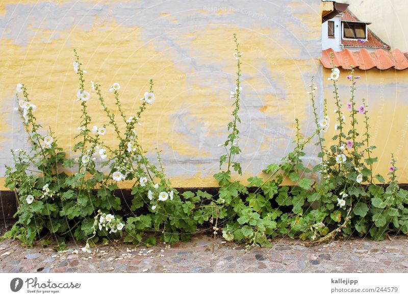 mauerblümchen Pflanze Blume Dorf Fischerdorf Altstadt Mauer Wand Fassade Fenster Dach Dachrinne Wachstum Häusliches Leben Stockrose Sonderborg Dänemark