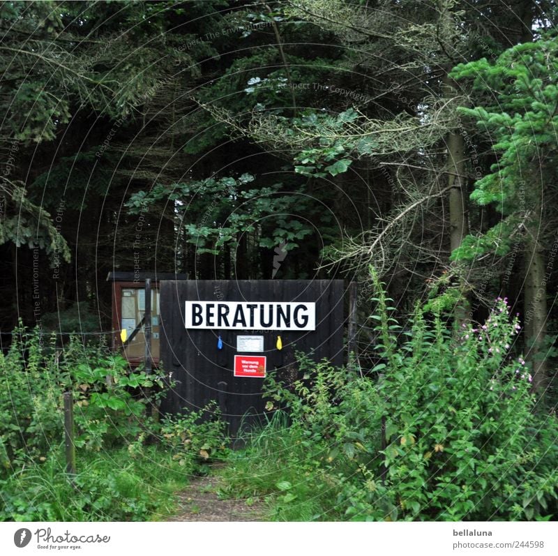 Beratung Natur Pflanze Erde Schönes Wetter Baum Gras Sträucher Grünpflanze Wildpflanze Wald dunkel hell Nadelwald Warnschild Schilder & Markierungen Verbote