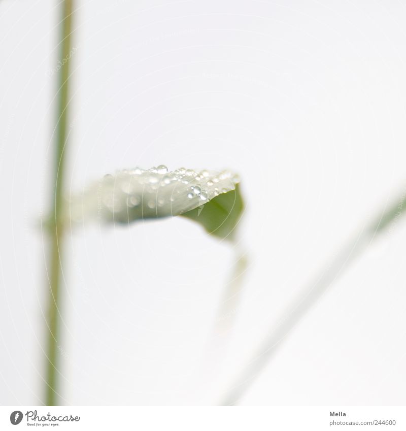 Wohin Umwelt Natur Pflanze Wassertropfen Blatt Grünpflanze Tropfen frisch hell nass natürlich ästhetisch Leichtigkeit rein Stengel Tau Farbfoto Außenaufnahme