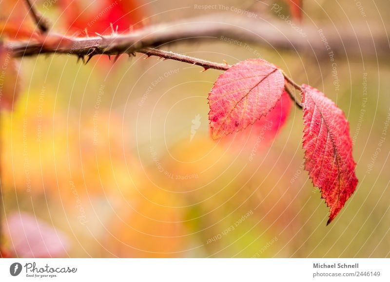 Rote Blätter Umwelt Natur Pflanze Herbst Blatt einfach Freundlichkeit schön natürlich rot träumerisch Farbfoto mehrfarbig Außenaufnahme Nahaufnahme