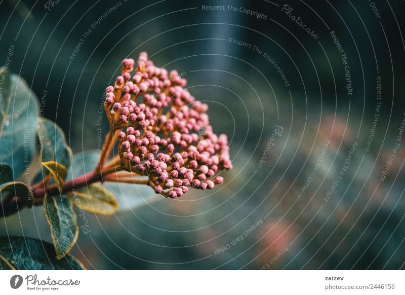 Blütenstand ungeöffneter Blüten von Viburnum tinus Medikament Sommer Garten Umwelt Natur Pflanze Baum Blume Sträucher Blatt Grünpflanze Nutzpflanze Wildpflanze