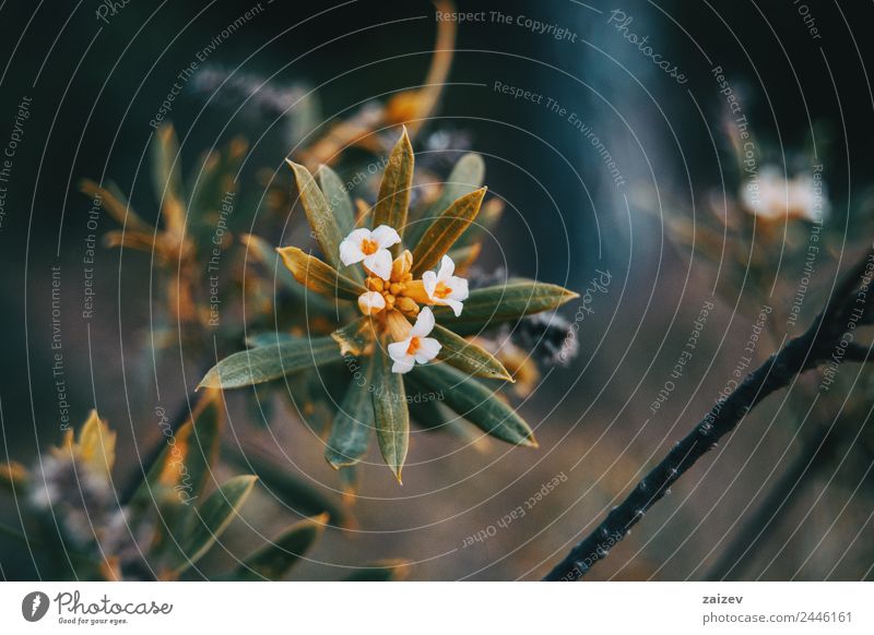 kleine Blätter und weiße Blüten von Daphne Gnidium in der Natur schön Sommer Garten Umwelt Pflanze Blume Sträucher Blatt Grünpflanze Nutzpflanze Wildpflanze