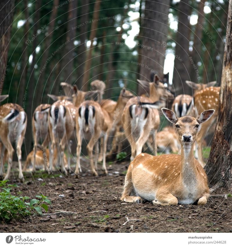 schau mir in die augen Natur Landschaft Pflanze Tier Sommer Gras Sträucher Moos Grünpflanze Park Nutztier Wildtier Fell Reh Rehkitz Rehauge Tiergruppe Herde