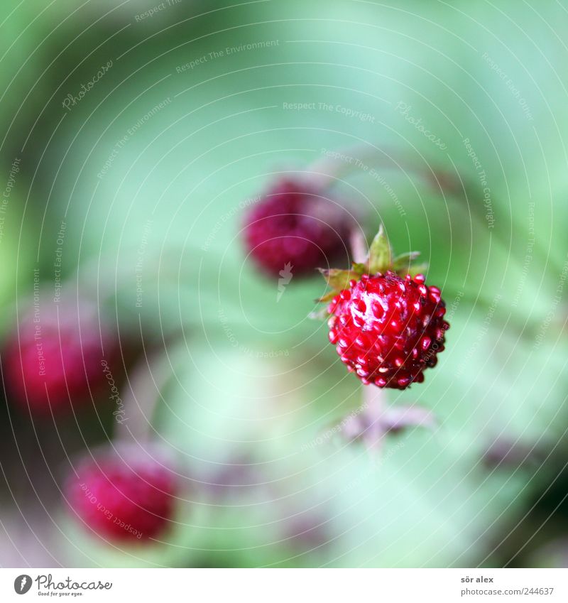 Waldbeeren Frucht Natur Sommer Pflanze Wildpflanze Erdbeeren Wilde Erdbeeren frisch klein lecker natürlich saftig grün rot Vitamin Fruchtfleisch Samen rund