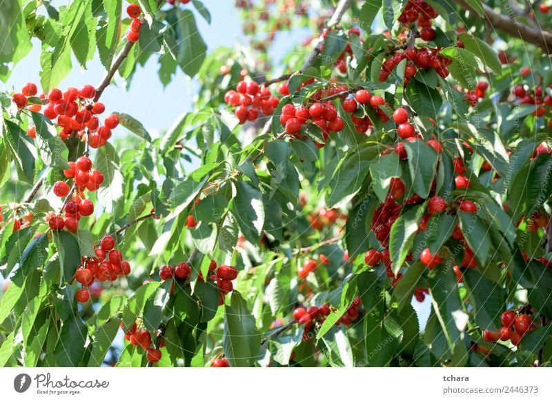 Kirschen Frucht Dessert Essen schön Sommer Garten Natur Landschaft Pflanze Klima Baum Blatt Wachstum frisch lecker saftig grün rot Farbe Obstgarten Ast Ackerbau