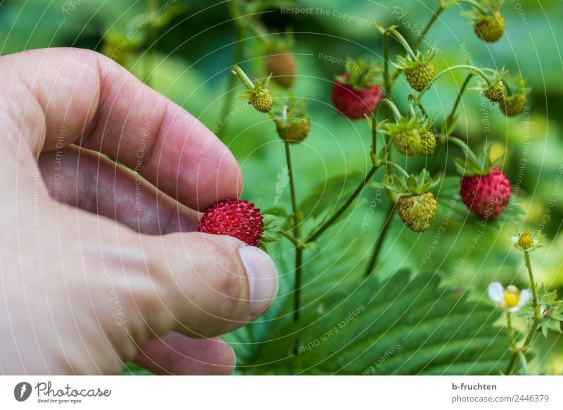 Walderdbeeren pflücken Lebensmittel Frucht Mann Erwachsene Hand Finger Sommer festhalten Wald-Erdbeere Beeren Süßwaren reif Ernte geschmackvoll Farbfoto