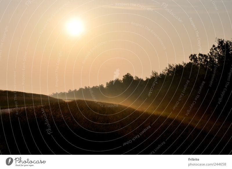 Sonnenaufgang Sommer Sommerurlaub Natur Landschaft Pflanze Himmel Sonnenuntergang Sonnenlicht Schönes Wetter Nebel Gras Wiese Wald Straße Wege & Pfade schön