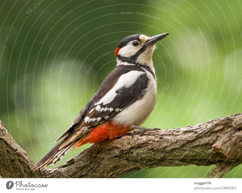 Buntspecht Umwelt Natur Tier Frühling Sommer Herbst Klima Schönes Wetter Baum Garten Park Wald Wildtier Vogel Tiergesicht Flügel Krallen 1 ästhetisch